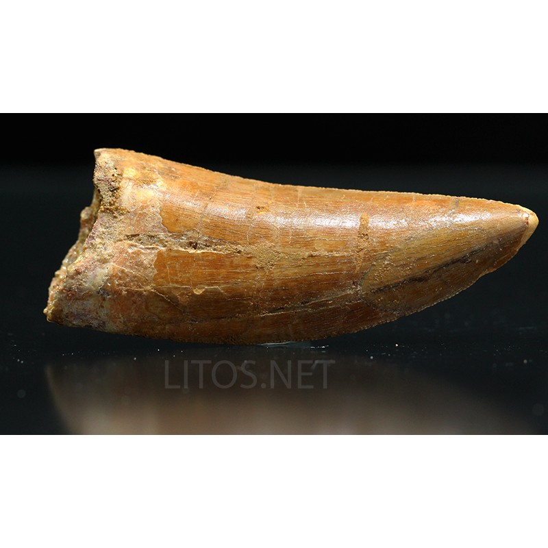 Carcharodontosaurus Saharicus dinosaurio Carcharodontosaurus Saharicus dinosaurio