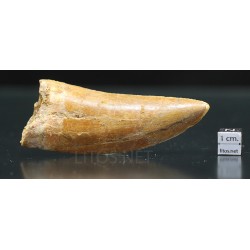 Carcharodontosaurus Saharicus dinosaurio