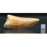 Carcharodontosaurus Saharicus dinosaurio