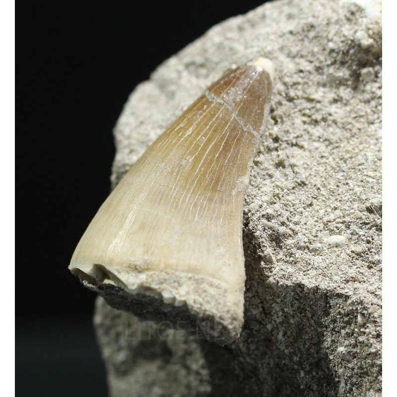Mosasaurus s.p. Mosasaurus s.p.