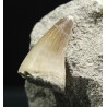 Mosasaurus s.p.