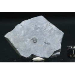 Trilobites Bolaspidella housensis