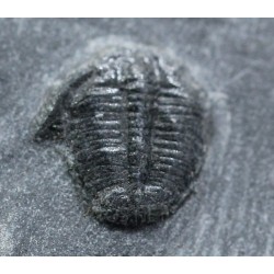 Trilobites Bolaspidella housensis