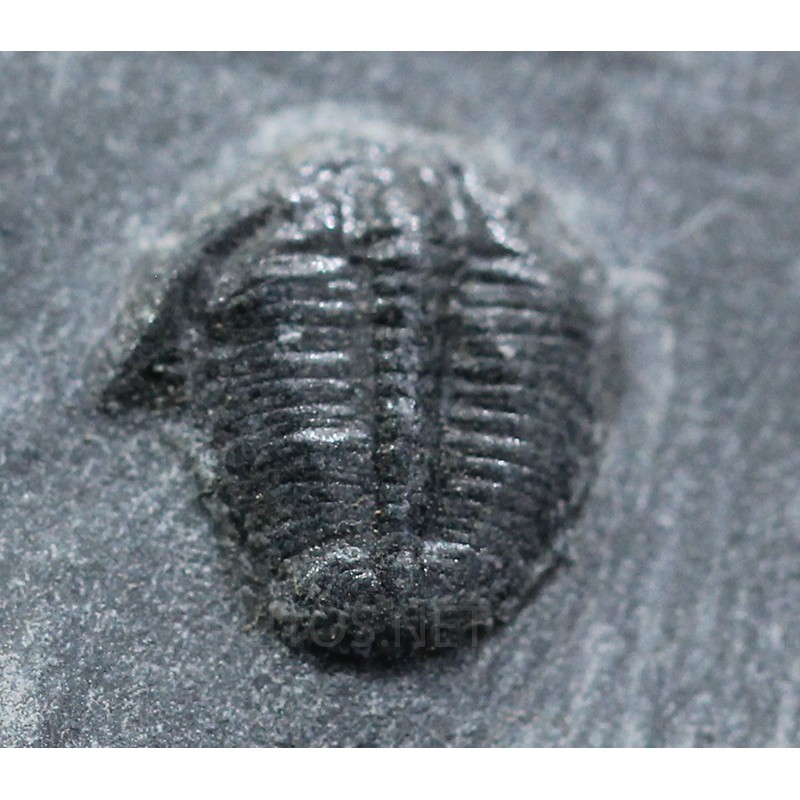 Trilobites Bolaspidella housensis Trilobites Bolaspidella housensis