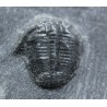 Trilobites Bolaspidella housensis Trilobites Bolaspidella housensis