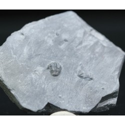 Trilobites Bolaspidella housensis
