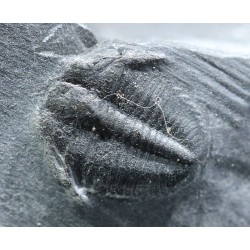 Trilobites Bolaspidella housensis