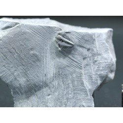 Trilobites Bolaspidella housensis
