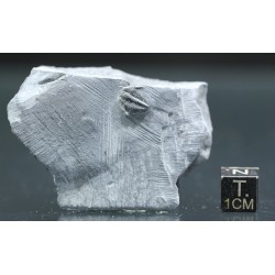Trilobites Bolaspidella housensis