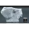 Trilobites Bolaspidella housensis Trilobites Bolaspidella housensis