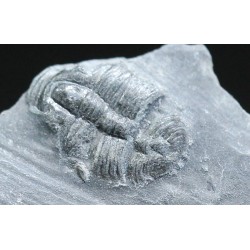 Trilobites Bolaspidella housensis