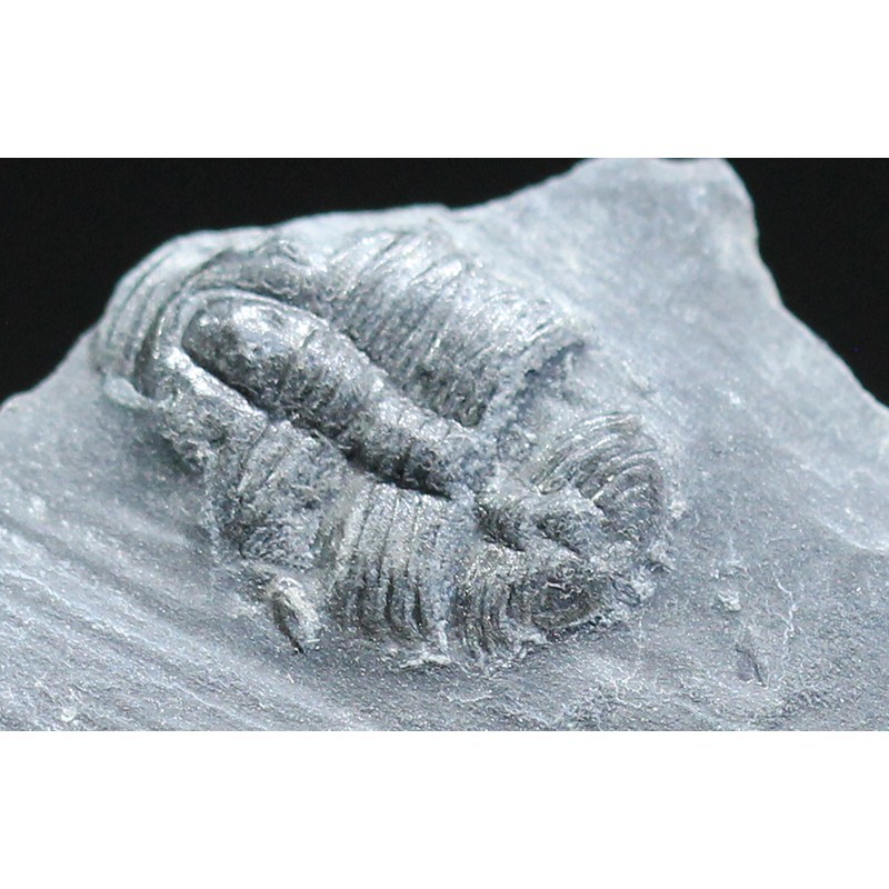 Trilobites Bolaspidella housensis Trilobites Bolaspidella housensis