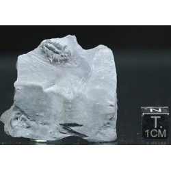 Trilobites Bolaspidella housensis