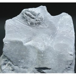 Trilobites Bolaspidella housensis