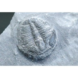Trilobites Bolaspidella housensis