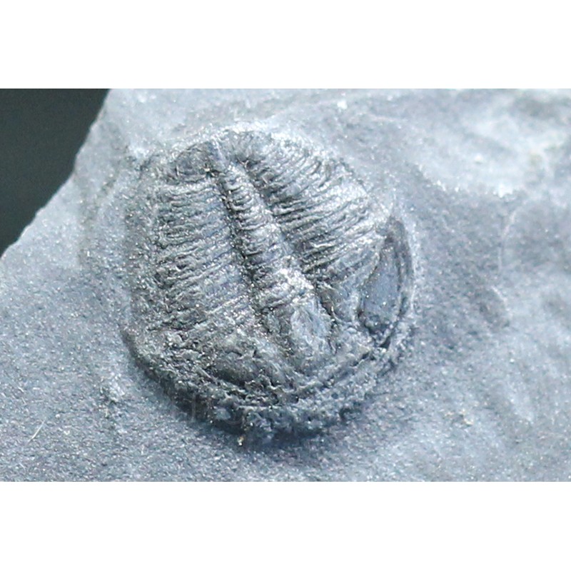 Trilobites Bolaspidella housensis
