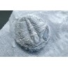 Trilobites Bolaspidella housensis