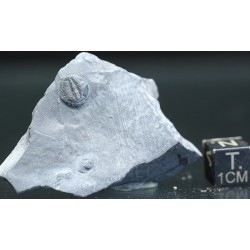 Trilobites Bolaspidella housensis