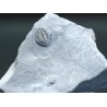Trilobites Bolaspidella housensis