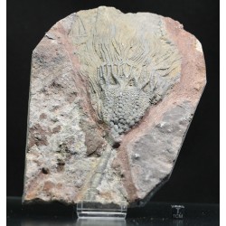 Scyphocrinites elegans