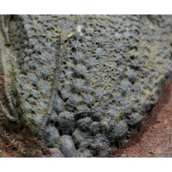 Scyphocrinites elegans