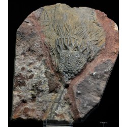 Scyphocrinites elegans