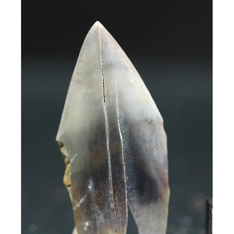 Isurus s.p. Isurus s.p.