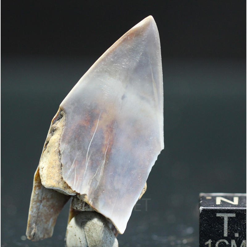 Isurus s.p.