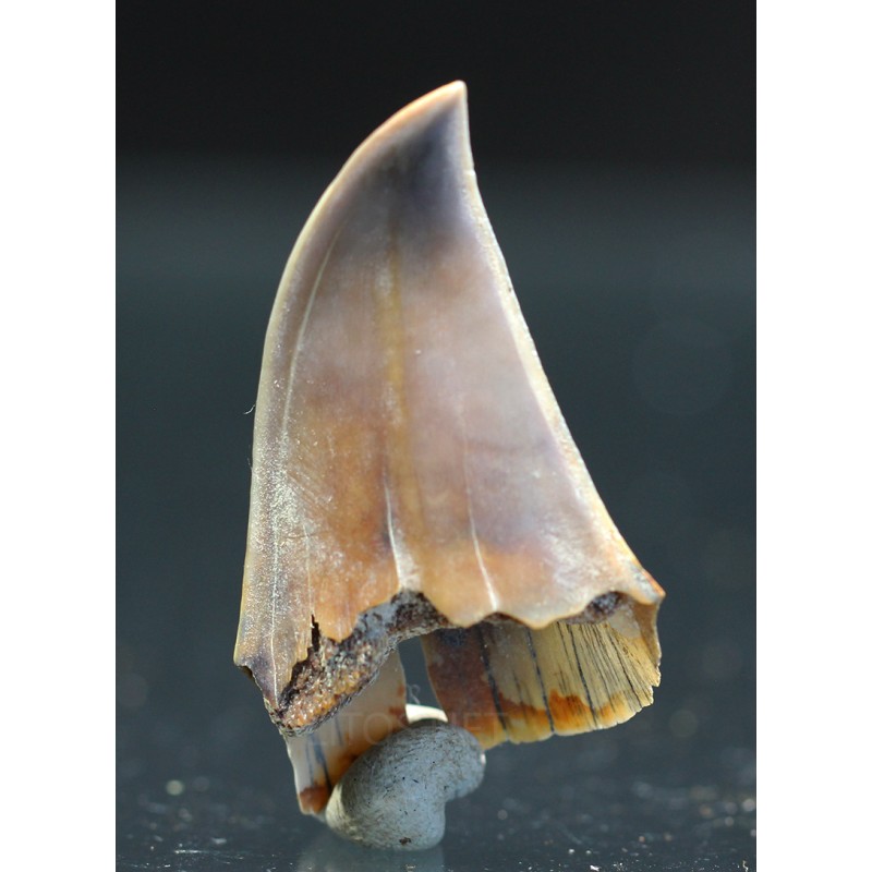 Isurus s.p. Isurus s.p.