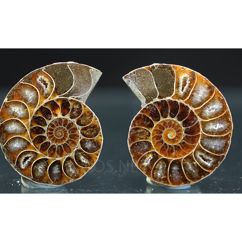 Ammonite fosil cleoniceras Ammonite fosil cleoniceras