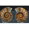 Ammonite fosil cleoniceras Ammonite fosil cleoniceras