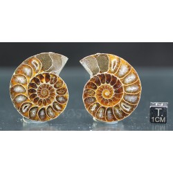 Ammonite fosil cleoniceras