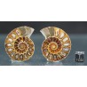 Ammonite fosil cleoniceras Ammonite fosil cleoniceras