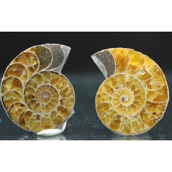 Ammonite fosil cleoniceras