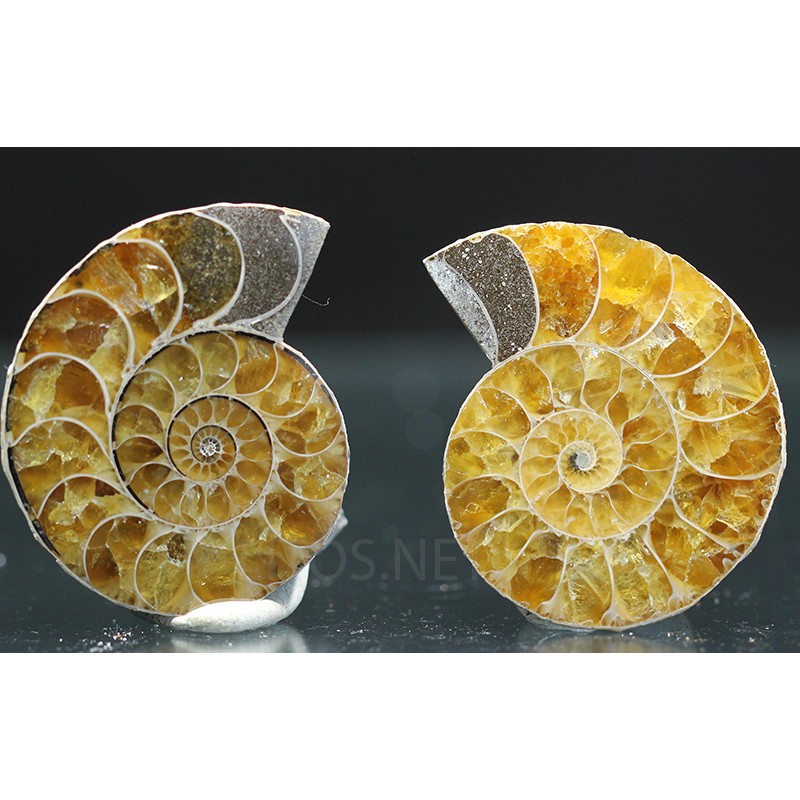 Ammonite fosil cleoniceras Ammonite fosil cleoniceras