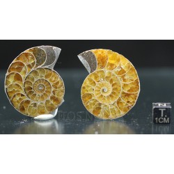 Ammonite fosil cleoniceras