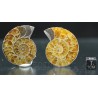 Ammonite fosil cleoniceras Ammonite fosil cleoniceras