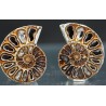 Ammonite fosil cleoniceras Ammonite fosil cleoniceras