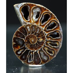 Ammonite fosil cleoniceras