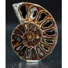 Ammonite fosil cleoniceras Ammonite fosil cleoniceras