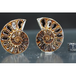 Ammonite fosil cleoniceras