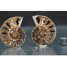 Ammonite fosil cleoniceras Ammonite fosil cleoniceras