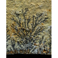 Pisolusita dendrítica