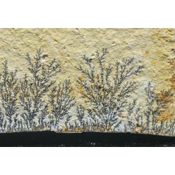 Pisolusita dendrítica