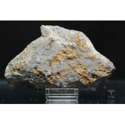dendrocystites-sp