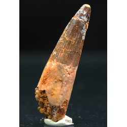 Spinosaurus aegyptiacus diente fosil