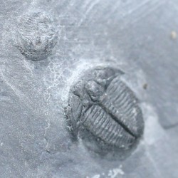 Trilobites Bolaspidella housensis