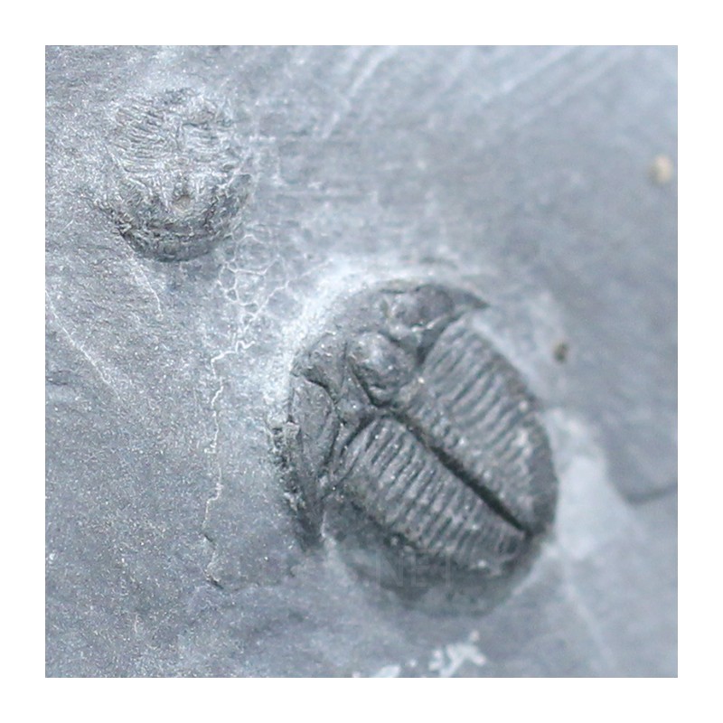 Trilobites Bolaspidella housensis