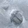 Trilobites Bolaspidella housensis