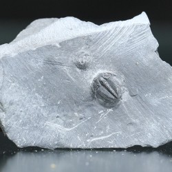 Trilobites Bolaspidella housensis